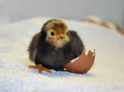 hitam, kuning, anak ayam, putih, tanah, menetas, kulit telur, ayam, binatang, unggas, halus, kehidupan desa, bulu halus, binatang muda, imut, Paskah, burung muda, burung, tema binatang, hewan, satu binatang, merapatkan, tidak ada orang, bertulang belakang, alam, binatang lokal, hewan peliharaan, lokal, satwa liar hewan, ternak, fokus selektif, mamalia, ayam - burung, fokus pada latar depan, kecil, 2K, CC0, domain publik, bebas royalti