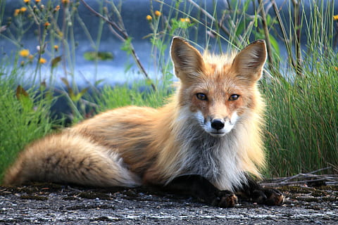 brūna lapsa, fuchs, Kanāda, pārsteigums, québec, perce quebec, lapsa, dzīvnieku, sarkana lapsa, raksturs, zīdītāju, savvaļas dzīvnieki, ārā, viens dzīvnieks, portrets, skatoties uz kameru, dzīvniekiem savvaļā, nav cilvēku, dzīvnieku savvaļas dzīvnieki, dienā, augu, zāli, sēdē, relaksācija, mugurkaulniekiem, pilns garums, 4K, CC0, publiskais domēns, bez atlīdzības