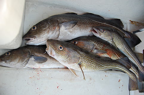 mehrere braune Fische, Angeln, Kabeljau, Fütterung, Lebensmittel, Frische, Meeresfrüchte, Rohkost, Fisch, Wirbeltier, Essen und Trinken, Tier, keine Leute, Wohlbefinden, gesundes Essen, Tierthemen, High Angle View, Verkauf, Gruppe von Tieren, Container, drinnen, Markt, silberfarben, Fischereiindustrie, 1080P, CC0, gemeinfrei, lizenzfrei