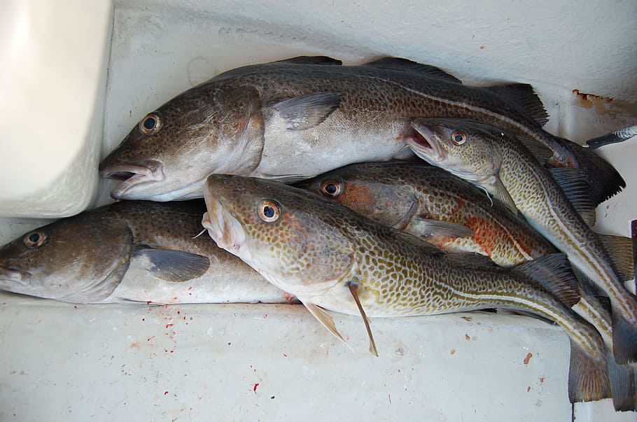 diversos peixos marrons, pescar, bacallà, alimentació, menjar, frescor, marisc, aliments crus, peix, vertebrats, menjar i beguda, animal, cap gent, benestar, alimentació saludable, temes d'animals, vista d’angle alt, venda al detall, grup d’animals, contenidor, a l'interior, mercat, color plata, indústria pesquera, 1080P