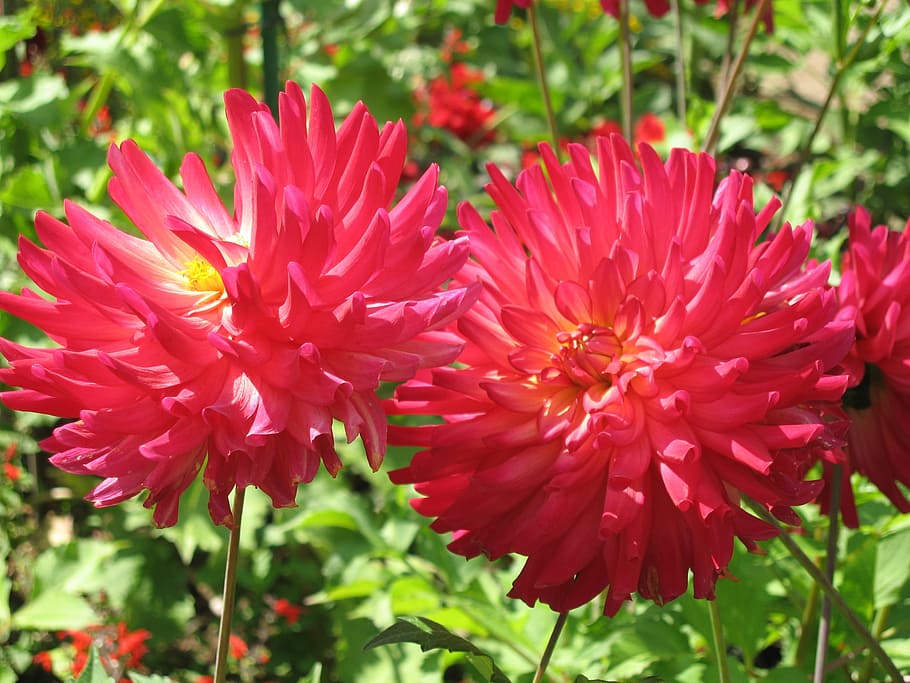 come pegno, rosso, giardino floreale, pianta fiorita, fiore, pianta, fragilità, freschezza, vulnerabilità, bellezza nella natura, petalo, crescita, avvicinamento, infiorescenza, testa di fiore, concentrarsi sulle conoscenze acquisite, natura, colore rosa, giorno, nessuno, giardino, botanica, primavera, 2K