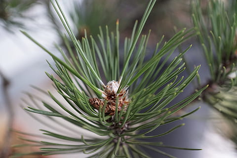 pi, macro, arbre, verd, primavera, aroma, perfum, substància activa, cosmètics, spa, bellesa, bonic, cel·lular, Dia de les dones, Pasqua, Pentecosta, jardí, parc, relaxació, regal, sorpresa, tee, preparació, planta medicinal, Alemanya, illa, mainau, península, més, llocs d'interès, al sud, amor, color, arbre de coníferes, planta, pinàcies, naturalesa, temes d'animals, primer pla, cap gent, pinya de pi, dia, animal, agulla - part de la planta, fauna animal, creixement, color verd, enfocament selectiu, animals a la natura, un animal, a l'aire lliure, 5K, CC0, domini públic, lliure de regalies