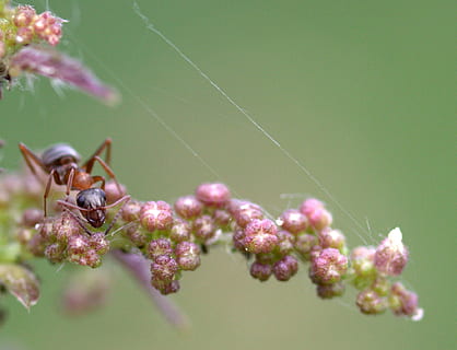 myre, plante, makro, Insecta, blomst, skrøbelighed, sårbarhed, blomstrende plante, dyre temaer, et dyr, tæt på, dyr, dyr i naturen, skønhed i naturen, vækst, dyreliv, hvirvelløse, dag, insekt, fokus på forgrunden, selektiv fokusering, friskhed, ingen mennesker, lyserød farve, udendørs, blomsterhoved, forår, bestøvning, lilla, 1080P, CC0, offentligt domæne, royaltyfrie