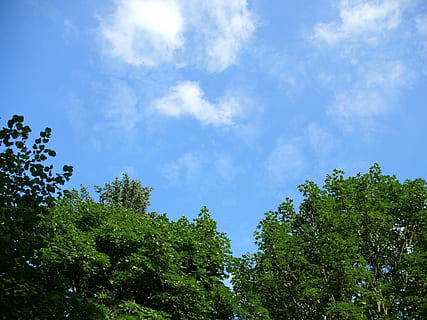 sky, forest, trees, clouds, mood, view, blue, green, clear, nice weather, summer, tree, plant, cloud - sky, low angle view, beauty in nature, nature, growth, green color, day, tranquility, no people, sunlight, scenics - nature, outdoors, tranquil scene, non-urban scene, idyllic, tree canopy, 4K, CC0, public domain, royalty free