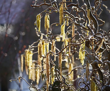 lam, hale, proptrækker, hassel, forår, lammets hale, corkscrew hazel, baglygte, hjem haven, sollys, flyvende frø, hasselnødtræ, ingen mennesker, dag, guldfarvet, teknologi, udendørs, mad, fokus på forgrunden, tæt på, metal, hængende, natur, hegn, barriere, selektiv fokusering, mønster, beskyttelse, grænse, fisse pil, tør, tørret plante, detail, plante, 2K, CC0, offentligt domæne, royaltyfrie