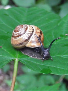 snegl, skal, mollusk, blad, grøn, hvirvelløse, dyreliv, dyre temaer, dyr, et dyr, havsnegle, dyr i naturen, plante del, tæt på, dyr antenne, insekt, dyreskal, dyr kropsdel, kedsomhed, fokus på forgrunden, natur, ingen mennesker, kravle, 2K, CC0, offentligt domæne, royaltyfrie