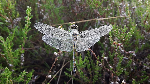 libellule, rosée, macro, punaise, plante, se concentrer sur le premier plan, la nature, thèmes animaux, fermer, personne, journée, animal, la faune des animaux, croissance, aile des animaux, animaux à l'état sauvage, arbre, fleur, terre, beauté dans la nature, insecte, un animal, en plein air, invertébré, papillon - insecte, 2K, CC0, domaine public, libre de droits