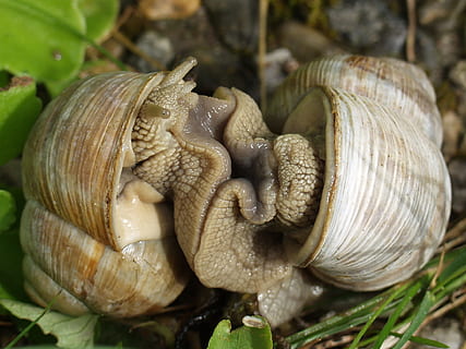 dva líbání šneci, slimák, hlemýžď, mušle, páření, hlemýždi, hermafroditi, sliz, měkkýšů, helix pomatia, býložravci, plicní skořápky, země šnek, jednoho zvířete, nikdo, zvířat, detail, den, zvířata ve volné přírodě, měkkýš, zvíře, plži, bezobratlý, shell, zvířecí shell, zaměřit se na popředí, rostlina, Příroda, růst, strom, krása v přírodě, 1080P, CC0, veřejná doména, bez autorských práv