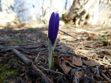 Krokus, Berg, Frühling, Blumen, Frühlingsblumen, Bergblumen, Fokus auf den Vordergrund, keine Leute, Natur, Tag, Nahansicht, draußen, Zerbrechlichkeit, Blume, Frische, Blütenkopf, Land, Pflanze, Verletzlichkeit, Wachstum, Schönheit in der Natur, Feld, blühende Pflanze, Baum, Pflanzenteil, Blütenblatt, Blatt, Iris, lila, 4K, CC0, gemeinfrei, lizenzfrei