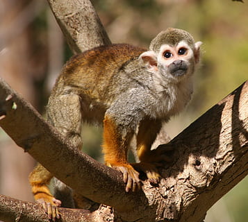 squirrel monkey, tree, looking, primate, zoo, cute, eyes, mammal, animal wildlife, animal themes, animal, animals in the wild, one animal, branch, vertebrate, focus on foreground, nature, no people, day, plant, looking at camera, close-up, sitting, portrait, outdoors, 1080P, CC0, public domain, royalty free