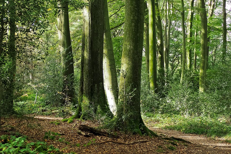 arbre, bosc, naturalesa, paisatge, soques, escorça d'arbre, boscos, arbre vell, molsa, registre, escorça, incrustació, verd, fusta, ruta, senderisme, fora, descans, viatjar, relaxació, relaxa't, fulles, tardor, vegetació, silenciós, reserva natural, flora, tranquil, solitari, atmosfera, a l'aire lliure, idil·li, color verd, cap gent, tronc de l'arbre, escenics, full, planta, escena tranquil·la, sendera, bellesa a la natura, paisatges, imatge en color, escena no urbana, estiu, medi ambient, exuberant fullatge, terra, tronc, creixement, tranquil·litat, escenics - natura, dia, llum solar, remot, bambú - planta, streaming, selva tropical, 4K