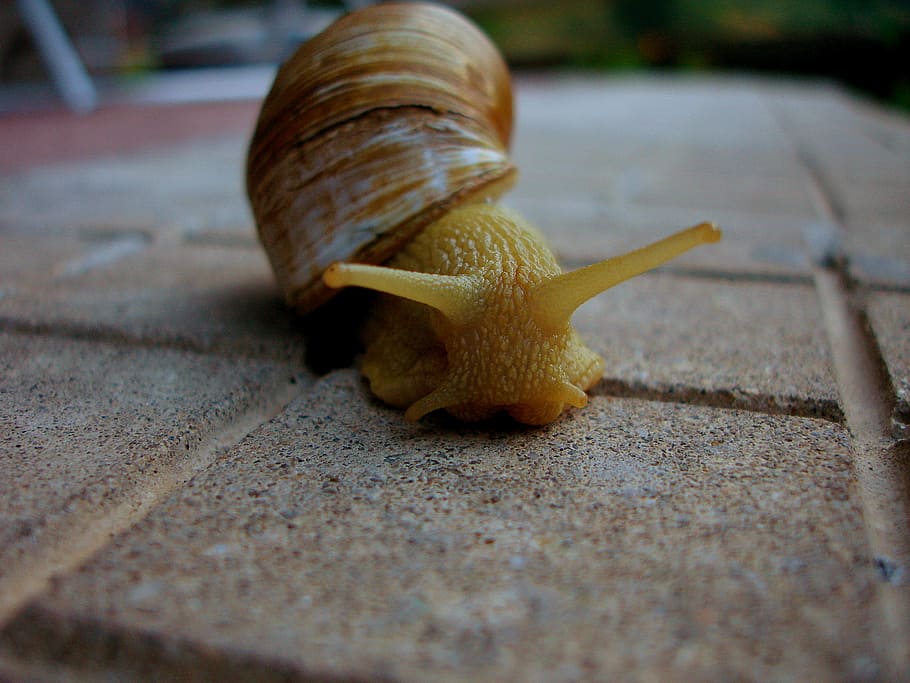 gasteròpode, macro, mol·lusc, shell, marisc, viscós, cargol, animal, naturalesa, primer pla, vida salvatge, fauna animal, temes d'animals, un animal, animals a la natura, part del cos dels animals, invertebrat, antena animal, avorriment, cap gent, rastreig, closca d’animals, enfocament selectiu, nivell superficial, petit, 2K