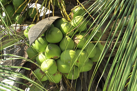 Bündel, Kokosnussfrüchte, Baum, Kokosnüsse, Obst, Palme, Kokosnussbaum, saftig, Lebensmittel, reif, gesund, frisch, Diät, Vegetarier, natürlich, organisch, köstlich, Ernährung, Gesundheit, Zutat, lecker, Landwirtschaft, roh, nahrhaft, Pflanze Indien, draußen, Umgebung, Blätter, Geäst, Natur, grüne Farbe, Frische, Pflanze, Blatt, tropisches Klima, Sommer-, gesundes Essen, keine Leute, Wachstum, Essen und Trinken, Tag, Pflanzenteil, Wohlbefinden, Nahansicht, Banane, Bananenbaum, Fokus auf den Vordergrund, unreif, Kokospalme, 2K, CC0, gemeinfrei, lizenzfrei