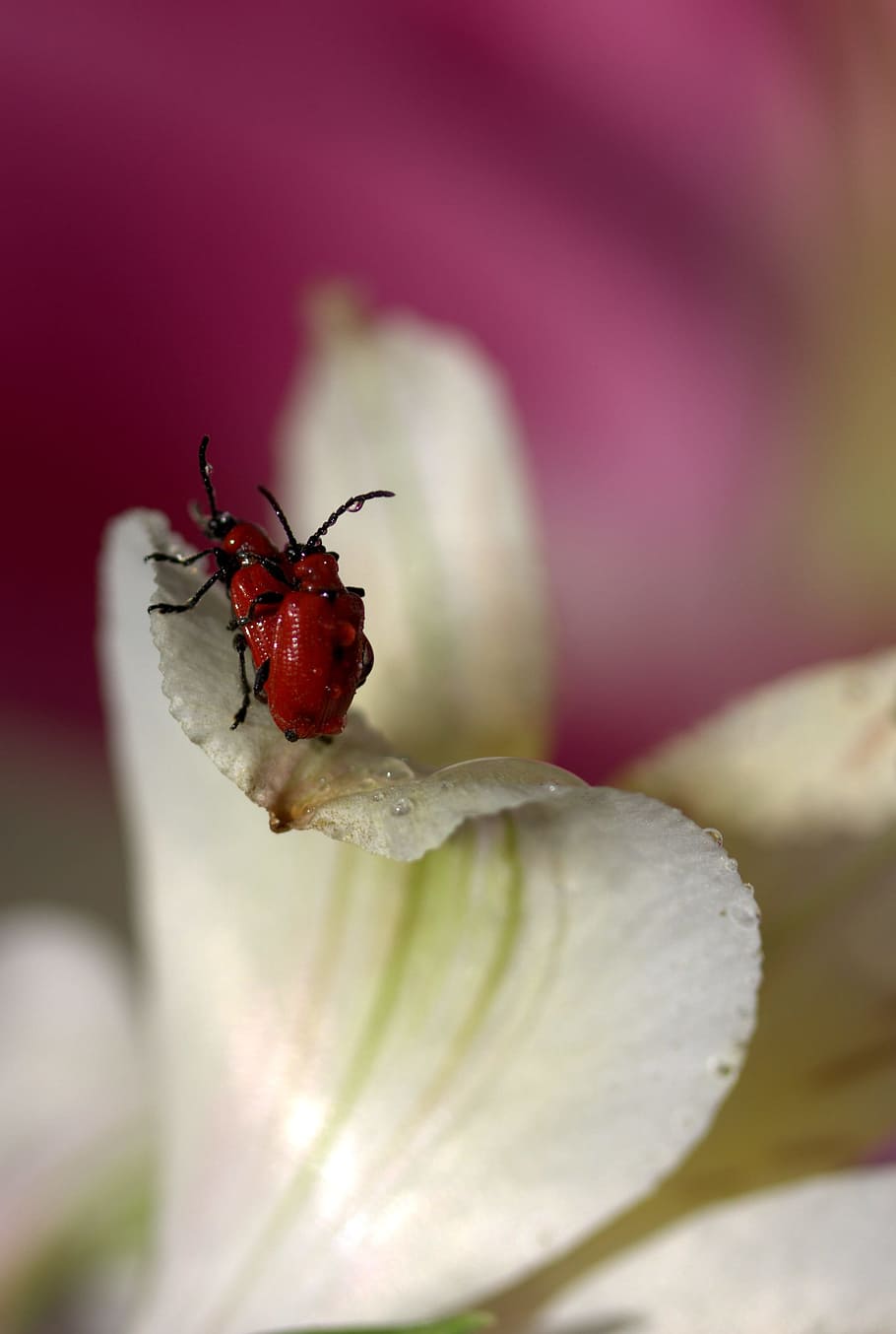 insetti, rosso, combaciamento, petali, natura, avvicinamento, invertebrato, messa a fuoco selettiva, pianta, insetto, animale, fiore, temi animali, fauna selvatica, un animale, formica, nessuno, pianta fiorita, animali allo stato selvatico, bellezza nella natura, freschezza, giorno, fragilità, vulnerabilità, all'aperto, 2K