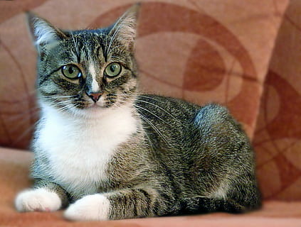 pilka, balta, tabby, ruda, audinio sofos, katė, augintiniai, gyvūnams, vaizdas, akys, naminių gyvūnėlių, katės akys, portretas, namai, naminė katė, Naminiai gyvūnai, žiūri į fotoaparatą, gyvūnų temos, vidaus, kačių, žinduolių, vienas gyvūnas, stuburiniai, žmonių, atsipalaidavimas, patalpose, šluotelė, sėdi, ieško, gyvūnų akis, 1080P, CC0, Viešasis domenas, nemokamai