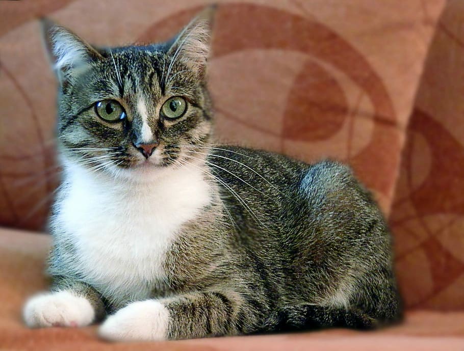 grå, hvid, tabby, Brun, stof sofa, kat, kæledyr, dyr, udsigt, øjne, katte øjne, portræt, hjem, indenlandske kat, husdyr, kigger på kameraet, dyre temaer, indenlandske, feline, pattedyr, et dyr, hvirveldyr, mennesker, lempelse, indendørs, bakkenbart, sidder, leder, dyr øje, 1080P