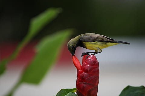merapatkan, foto, burung, bunga, hijau, merah, menanam, haus, bertengger, alam, hewan, margasatwa, cabang, di luar rumah, paruh, binatang di alam liar, satu binatang, satwa liar hewan, tema binatang, tidak ada orang, bertulang belakang, fokus pada latar depan, keindahan di alam, burung kolibri, tanaman berbunga, pertumbuhan, warna hijau, kepala bunga, 5K, CC0, domain publik, bebas royalti