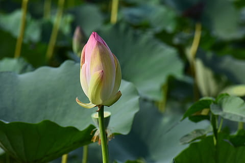 verlassen, Stengel, Grün, Blatt, Pflanze, Natur, natürlich, frisch, Frühling, Flora, Wachstum, organisch, Ast, botanisch, Botanik, Garten, Dekoration, sprießen, Wald, gesund, wachsen, Vegetation, Lotus, Blume, Landwirtschaft, Boden, Ernte, Ernährung, wachsend, Gartenarbeit, üppig, landwirtschaftlich, Vegetarier, Feld, Erde, blühende Pflanze, Schönheit in der Natur, Seerose, Verletzlichkeit, Zerbrechlichkeit, Frische, Lotus Seerose, Nahansicht, pinke Farbe, Blütenblatt, See, Pflanzenteil, Wasser, Lilie, Blütenkopf, keine Leute, draußen, auf dem Wasser schwimmen, 5K, CC0, gemeinfrei, lizenzfrei