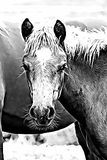digitální, grafika, kůň, hříbě, hříva, oko, sleduje, Příroda, zvíře, zvířat, obratlovců, jednoho zvířete, savec, domácí, domácí mazlíčci, den, domácí zvířata, při pohledu na fotoaparát, portrét, nikdo, část těla zvířete, zaměřit se na popředí, hospodářských zvířat, venku, detail, zvířecí hlavy, býložravý, zvířecí oko, 2K, CC0, veřejná doména, bez autorských práv