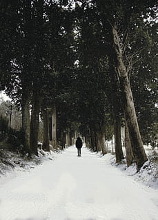 Mann, Gehen, Schneebahn, Bäume, Person, Wald, Pfad, Wanderung, Baum, Schnee, kalte Temperatur, Winter, Pflanze, eine Person, Land, Rückansicht, echte Menschen, Freizeitbeschäftigung, Natur, Abdeckung, Lebensstile, Schönheit in der Natur, in voller Länge, Feld, Tag, weiße Farbe, draußen, warme Kleidung, 5K, CC0, gemeinfrei, lizenzfrei