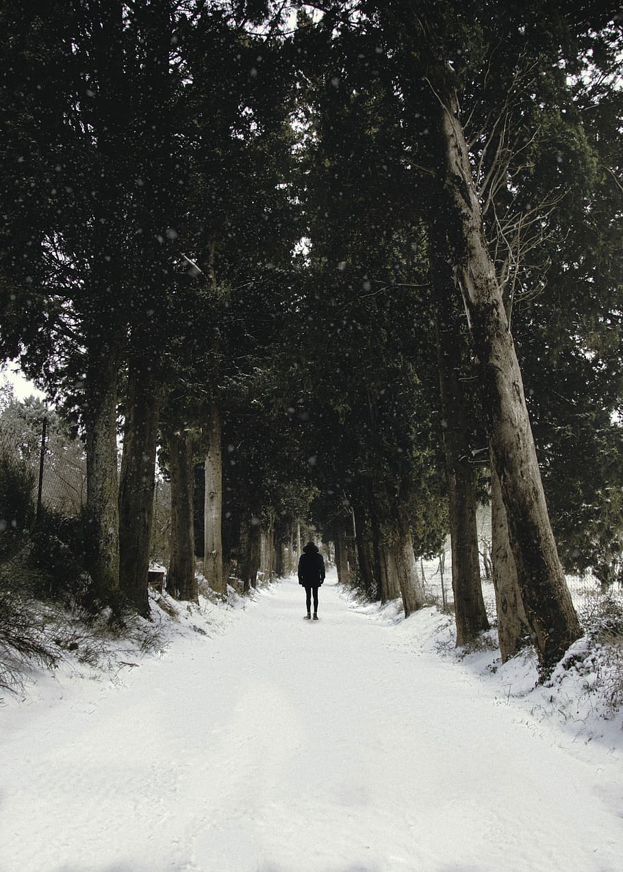 Mann, Gehen, Schneebahn, Bäume, Person, Wald, Pfad, Wanderung, Baum, Schnee, kalte Temperatur, Winter, Pflanze, eine Person, Land, Rückansicht, echte Menschen, Freizeitbeschäftigung, Natur, Abdeckung, Lebensstile, Schönheit in der Natur, in voller Länge, Feld, Tag, weiße Farbe, draußen, warme Kleidung, 5K