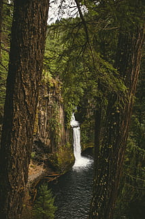 cascade, conifer, daylight, environment, evergreen, fall, forest, landscape, light, motion, mountain, nature, outdoors, park, river, scenic, stream, travel, trees, water, waterfall, wood, woods, tree, plant, tree trunk, land, trunk, beauty in nature, no people, growth, scenics - nature, tranquility, day, flowing water, tranquil scene, green color, woodland, flowing, rainforest, 5K, CC0, public domain, royalty free