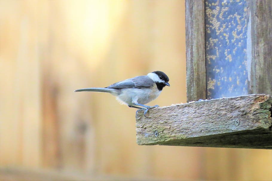 ocell, vida salvatge, chickadee, petit, un animal, temes d'animals, animals a la natura, fauna animal, dia, vertebrats, animal, centrar-se en primer pla, posat, cap gent, primer pla, material de fusta, a l'aire lliure, naturalesa, alimentador d'ocells, longitud completa, bellesa a la natura, metall, llum solar, 4K