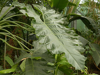 hoja, grande, verde, filodendro, árbol de filodendro, amigo del árbol, Aroideae, aronstab gewaechs, aráceas, filodendro bipinnatifidum, tropical, exótico, correoso, brillante, hueco del prospecto, oblongo, crecimiento, parte de la planta, color verde, planta, naturaleza, de cerca, nadie, el color blanco, día, belleza en la naturaleza, al aire libre, comida, vegetal, comida y bebida, frescura, centrarse en primer plano, tierra, repollo, maíz, 4K, CC0, dominio público, libre de derechos