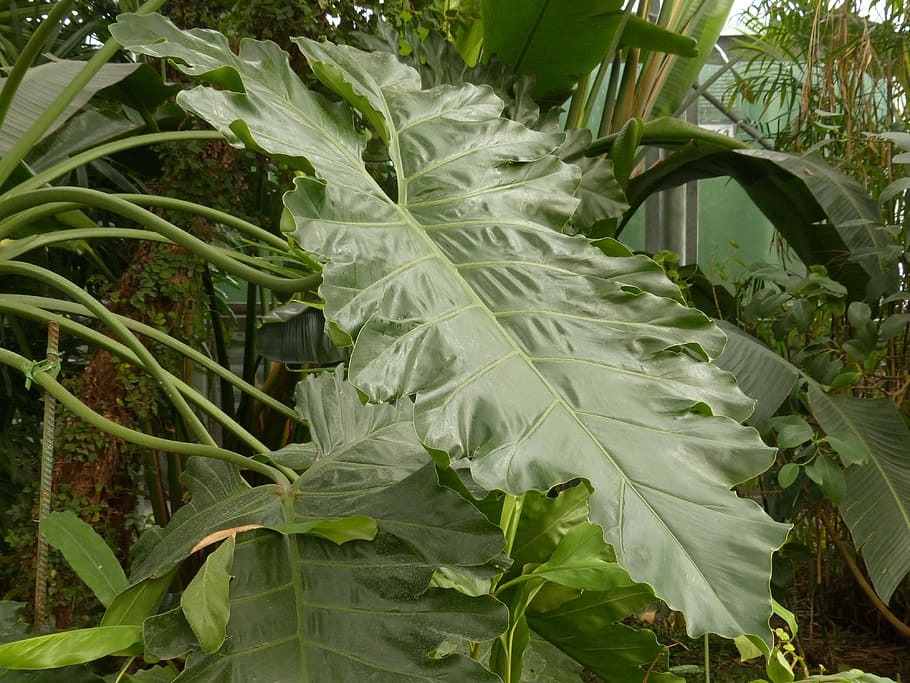 full, gran, verd, philodendron, arbre filodendron, amic de l'arbre, aroideae, aronstab gewaechs, aràcies, philodendron bipinnatifidum, tropical, exòtic, coriàcies, brillant, bretxa de fulletons, oblonga, creixement, part de la planta, color verd, planta, naturalesa, primer pla, cap gent, Color blanc, dia, bellesa a la natura, a l'aire lliure, menjar, vegetals, menjar i beguda, frescor, centrar-se en primer pla, terra, col, blat de moro, 4K