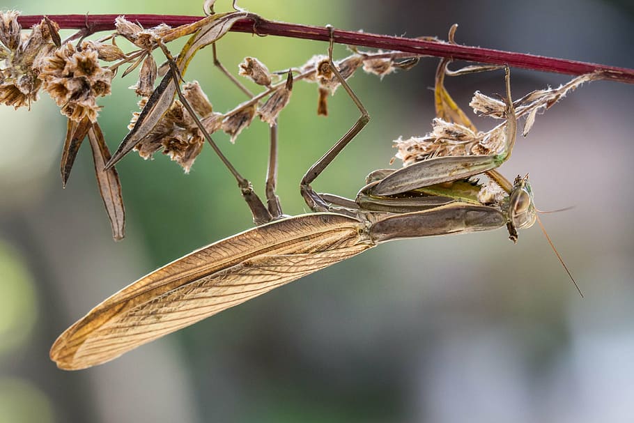Mantis religiosa, insecte, macro, naturalesa, animal, espantar, primer pla, centrar-se en primer pla, planta, cap gent, temes d'animals, invertebrat, fragilitat, fauna animal, vulnerabilitat, bellesa a la natura, flor, dia, sec, un animal, enfocament selectiu, animals a la natura, marró, papallona - insecte, Planta esvaïda, 4K