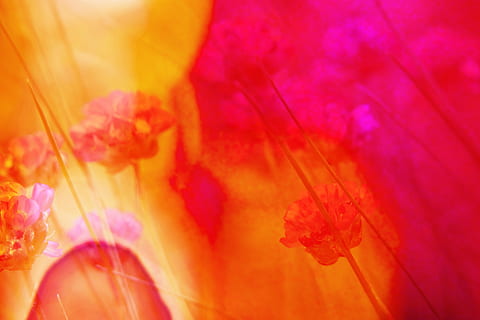 portocale, maro, galben, floral, textil, fundal, desktop-, imagine de fundal, abstract, ecran de fundal, flori, luminos, roșu, roz, ierburi, oval, foc, primăvară, inflori, a inflori, fundaluri, floare, multi colorate, planta cu flori, cadru complet, nici o persoana, a închide, culoare portocalie, vulnerabilitate, plantă, frumusețe în natură, culoarea roz, fragilitate, model, natură, vibrante, mişcare, fundaluri abstracte, Violet, cap de floare, 4K, CC0, domeniu public, fără drepturi de autor