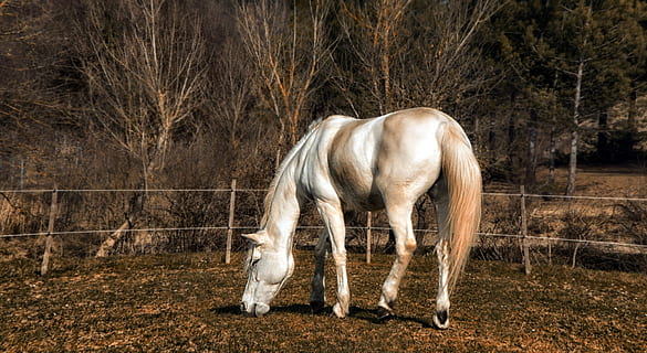 cavall blanc, cavall, arbre, camp, camps, hiverns, fullatge, eix nu, naturalesa, paisatge d'hivern, animal, equí, bestiar, mamífer, temes d'animals, animals domèstics, fauna animal, nacional, mascotes, terra, un animal, vertebrats, agricultura, cap gent, herbívors, planta, pasturatge, a l'aire lliure, 4K, CC0, domini públic, lliure de regalies