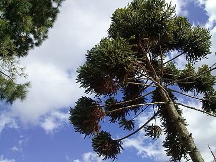 Araukarien, Felder, Jordan, Baum, Pflanze, Himmel, Flachwinkelansicht, wolke - himmel, Wachstum, keine Leute, Tag, Schönheit in der Natur, Natur, Ruhe, Ast, draußen, grüne Farbe, große Höhe, ruhige Szene, Szenen - Natur, Nadelbaum, Baumstamm, Kiefer, direkt darunter, Baumkrone, 2K, CC0, gemeinfrei, lizenzfrei