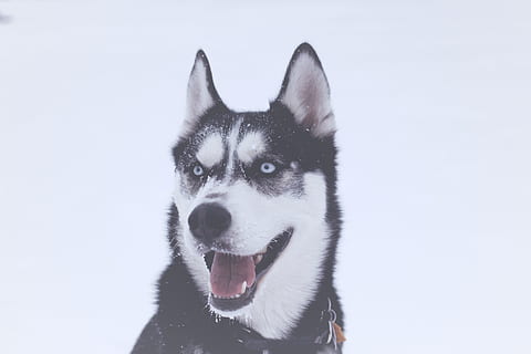 sne, vinter, hvid, kold, vejr, is, hund, dyr, tunge, øjne, husky, et dyr, kæledyr, husdyr, hunde, pattedyr, indenlandske, dyre temaer, hvirveldyr, ingen mennesker, dyr kropsdel, portræt, slædehund, kold temperatur, dyr hoved, tæt på, renraset hund, munden åben, 5K, CC0, offentligt domæne, royaltyfrie