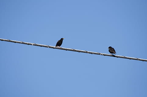 dos, ocell, cable, naturalesa, animal, vida salvatge, salvatge, parell, natural, bonic, blau, temes d'animals, vertebrats, posat, fauna animal, animals a la natura, cel, cel clar, còpia espai, vista d’angle baix, cap gent, electricitat, connexió, dia, un animal, assolellat, a l'aire lliure, línia telefònica, Font d'alimentació, 4K, CC0, domini públic, lliure de regalies