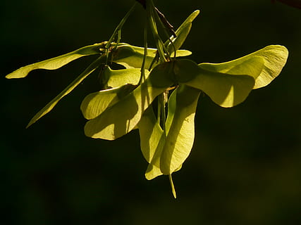 maple fruit, maple, tree, green, norway maple, acer platanoides, needle leaf maple, sun, light, illuminate, fliegerle, rotation, column fruit, geflüglete maple fruit, helicopter, seeds, plant, freshness, flowering plant, flower, close-up, beauty in nature, growth, yellow, no people, petal, nature, fragility, plant part, leaf, vulnerability, flower head, inflorescence, studio shot, outdoors, black background, sepal, 2K, CC0, public domain, royalty free