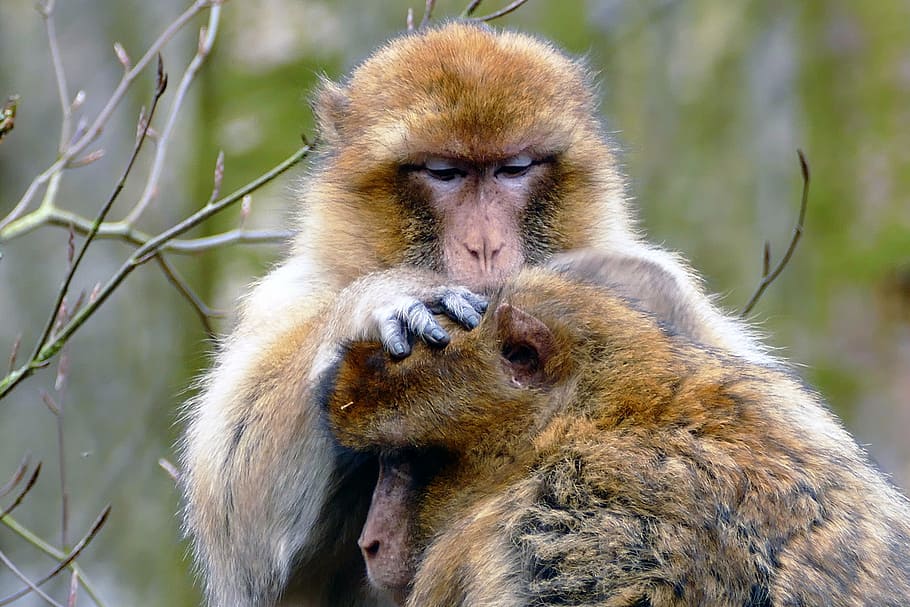 mico, animal, bonic, mamífer, vida salvatge, primat, salvatge, zoo, naturalesa, maca de barbaria, natural, macaque, barbary, marroquí, Àfrica, en perill d’extinció, macaca, marró, sylvanus, neteja, fauna animal, animals a la natura, babuí, cap gent, a l'aire lliure, temes d'animals, dia, vertebrats, un animal, centrar-se en primer pla, arbre, animal jove, mirant la càmera, retrat, família d’animals, cura, 5K