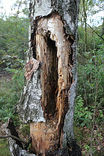tree, rotten, landscape, hull, tree trunk, trunk, plant, land, forest, day, nature, focus on foreground, no people, growth, bark, close-up, textured, plant bark, outdoors, wood - material, rough, tranquility, woodland, 5K, CC0, public domain, royalty free