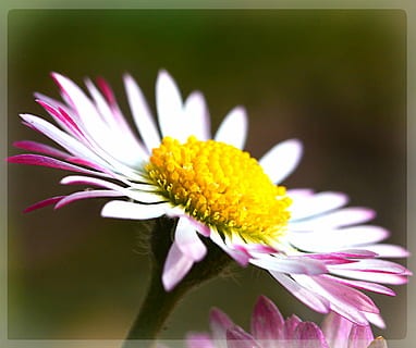 margaretă, floare, primăvară, fragilitate, petală, frumusețe în natură, natură, prospeţime, planta cu flori, vulnerabilitate, plantă, cap de floare, inflorescenţă, a închide, creştere, transfer de imprimare, culoarea roz, auto post producție filtru, polen, galben, nici o persoana, în aer liber, moliciune, concentra, 2K, CC0, domeniu public, fără drepturi de autor