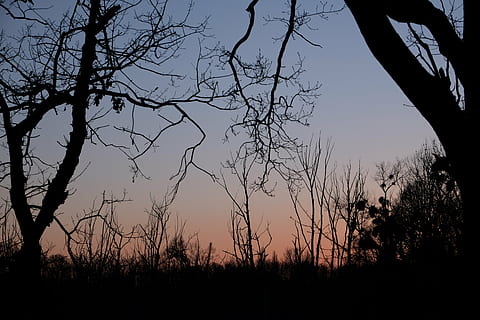 Neuss, apus de soare, copaci, cer, siluetă, copac, plantă, frumusețe în natură, scenice - natura, o scenă liniștită, natură, liniște, ramură, nici o persoana, arbore gol, teren, camp, scenă non-urbană, în aer liber, creştere, mediu inconjurator, amurg, 4K, CC0, domeniu public, fără drepturi de autor