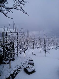 vinter baggrund, vinter, vinter æbletræ, sne, natur, træ, koldtemperatur, udendørs, landskab, scenics, is, kold temperatur, skønhed i naturen, ro, dækker, rolig scene, Mark, jord, ingen mennesker, himmel, bare træ, plante, scenics - natur, dag, ikke-urbane scene, Frosset, 2K, CC0, offentligt domæne, royaltyfrie