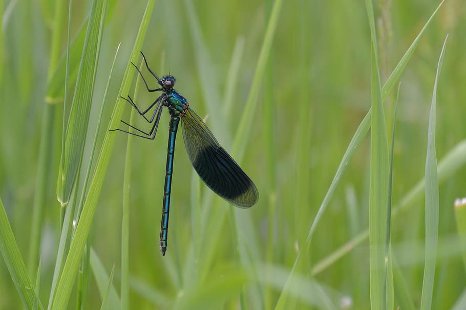 libellula, erba, verde, pausa, riposo, insetto, natura, animale, estate, avvicinamento, damselfly, ala animale, fauna selvatica, temi animali, invertebrato, colore verde, pianta, animali allo stato selvatico, un animale, crescita, nessuno, giorno, concentrarsi sulle conoscenze acquisite, messa a fuoco selettiva, all'aperto, filo d'erba, 4K