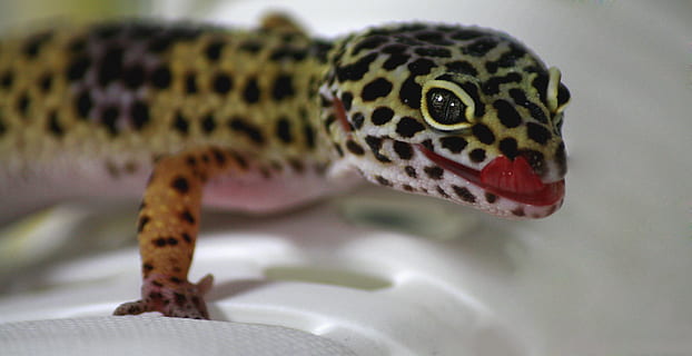 gecko, llangardaix, naturalesa, leoperdgecko, criatura, rèptil, animal, mascota, un animal, temes d'animals, fauna animal, animals a la natura, primer pla, cap gent, vertebrats, part del cos dels animals, centrar-se en primer pla, tacat, a l'interior, dia, llengua animal, cap d’animals, escala d’animals, ull d’animals, 2K, CC0, domini públic, lliure de regalies
