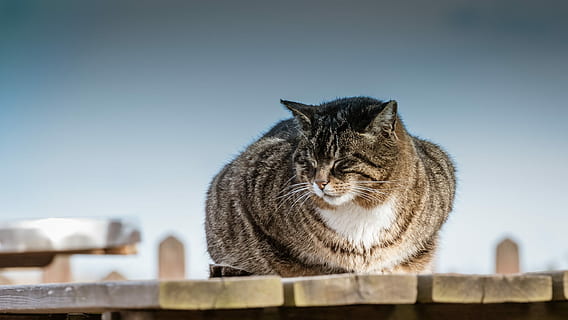 dyrt, katt, naturlig, søt, pels, i sonen, sove, uformelt, Nyt livet, blå himmel, dyreliv, innenlands, kjæledyr, pattedyr, husdyr, dyr, dyre temaer, ett dyr, huskatt, feline, ingen folk, himmel, klar himmel, værhår, portrett, dag, sitter, virveldyr, avslapning, kopiere plass, tabby, 1080P, CC0, offentlig domene, opphavsrett gratis