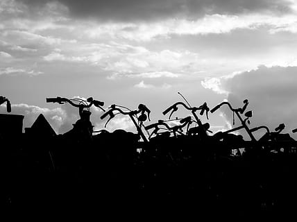 biciclette, controluce, cielo, nuvole, nuvola - cielo, silhouette, natura, tramonto, nessuno, mezzi di trasporto, all'aperto, crepuscolo, Inquadratura dal basso, modo di trasporto, scena tranquilla, giorno, luce del sole, temi animali, tecnologia, ambiente, buio, di fila, animale, 1080P, CC0, dominio pubblico, privo di copyright