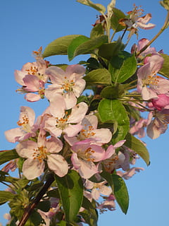 epleblomst, vår, tre, blomst, blomstrende plante, anlegg, skjørhet, sårbarhet, friskhet, skjønnhet i naturen, vekst, blad, plante del, petal, himmel, natur, rosa farge, blomstre, nærbilde, klar himmel, ingen folk, lav vinkel visning, våren, blomsterhodet, utendørs, pollen, kirsebærblomst, kirsebærtre, 2K, CC0, offentlig domene, opphavsrett gratis