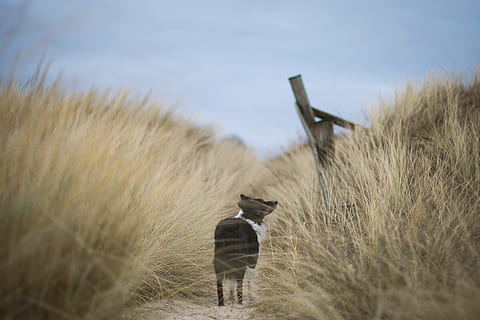 foto dell'obiettivo tilt shift, nero, cane, bianca, animale, erba, la prima volta, da molto tempo, percorso a piedi, sentiero, sabbia, natura, posizioni di viaggio, nessuno, all'aperto, un animale, temi animali, fauna selvatica, animali allo stato selvatico, mammifero, pianta, vertebrato, campo, animali domestici, terra, domestico, giorno, cielo, canino, 5K, CC0, dominio pubblico, privo di copyright