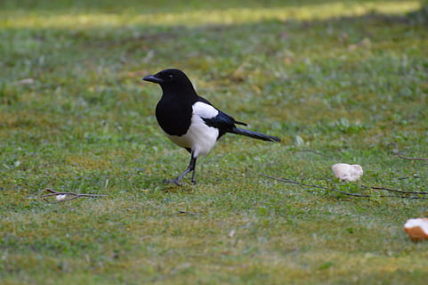 elster, ocell, ploma, volar, animal, ocell de corb, temes d'animals, animals a la natura, fauna animal, un animal, vertebrats, cap gent, planta, color negre, dia, enfocament selectiu, terra, herba, camp, naturalesa, vista lateral, color verd, longitud completa, a l'aire lliure, 5K, CC0, domini públic, lliure de regalies