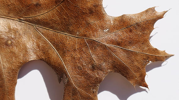 lapas, closeup, brūna lapa, lapas, kritums, raksturs, brūna, tekstūra, makro, rudenī, sezonā, tuvplāns, fona, dzīvnieku tēmas, dzīvnieku, zīdītāju, viens dzīvnieks, dzīvnieku savvaļas dzīvnieki, nav cilvēku, dzīvnieku ķermeņa daļa, dzīvniekiem savvaļā, mugurkaulniekiem, dienā, zilonis, Mājdzīvnieki, ārā, sāna skats, zems leņķa skats, zālēdāji, dzīvnieku galvu, 5K, CC0, publiskais domēns, bez atlīdzības