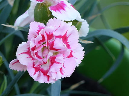 nellik, blomst, vår, rosa, blad, farger, blomstrende plante, anlegg, friskhet, rosa farge, skjønnhet i naturen, petal, skjørhet, sårbarhet, nærbilde, vekst, inflorescence, blomsterhodet, natur, fokusere på forgrunnen, ingen folk, dag, plante del, peon, utendørs, pollen, 4K, CC0, offentlig domene, opphavsrett gratis